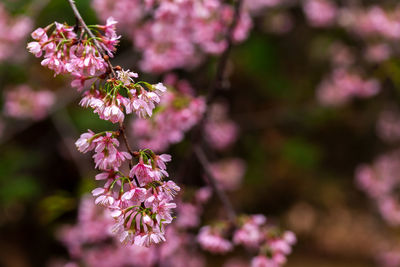 Close-up of pink cherry blossoms