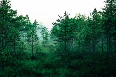 Trees in forest