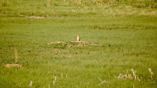 Bird perching on field