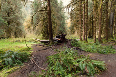 Trees in forest