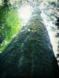 Low angle view of trees