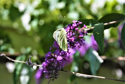 Close-up of butterfly pollinating on purple flowering plant