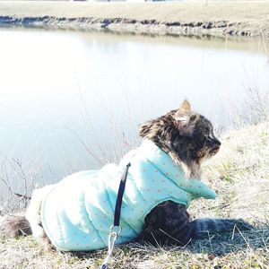 Dog standing at lakeshore