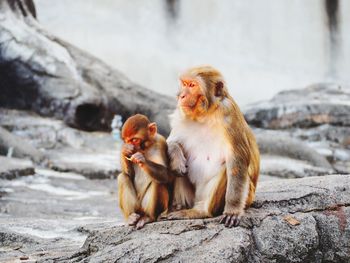 Monkey sitting on rock