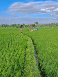 Scenic view of agricultural field against sky