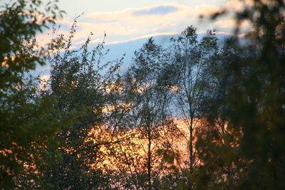 Close-up of silhouette trees against sky during sunset