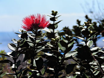 Close-up of flowers blooming against sky