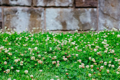 Flowering plants growing on field against wall