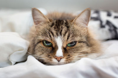 Close-up cat with green eyes lies on the bed under the blanket. light brown wool. happy-looking cat.