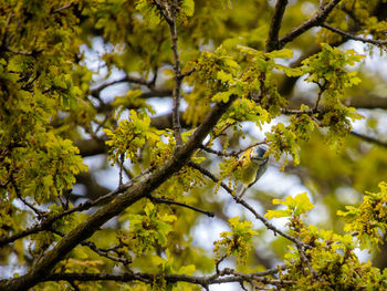 Low angle view of bird snacking in blossoming oak tree, cyanistes caeruleus