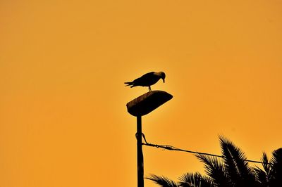 Low angle view of silhouette bird perching on tree against orange sky