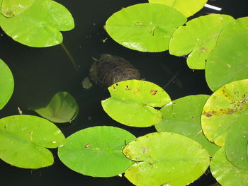 Full frame shot of lotus leaves floating on pond