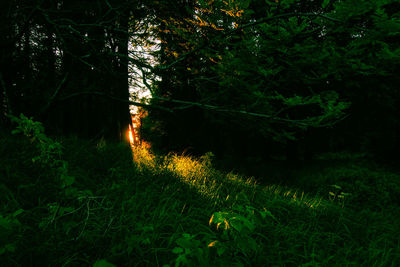 Plants and trees in forest