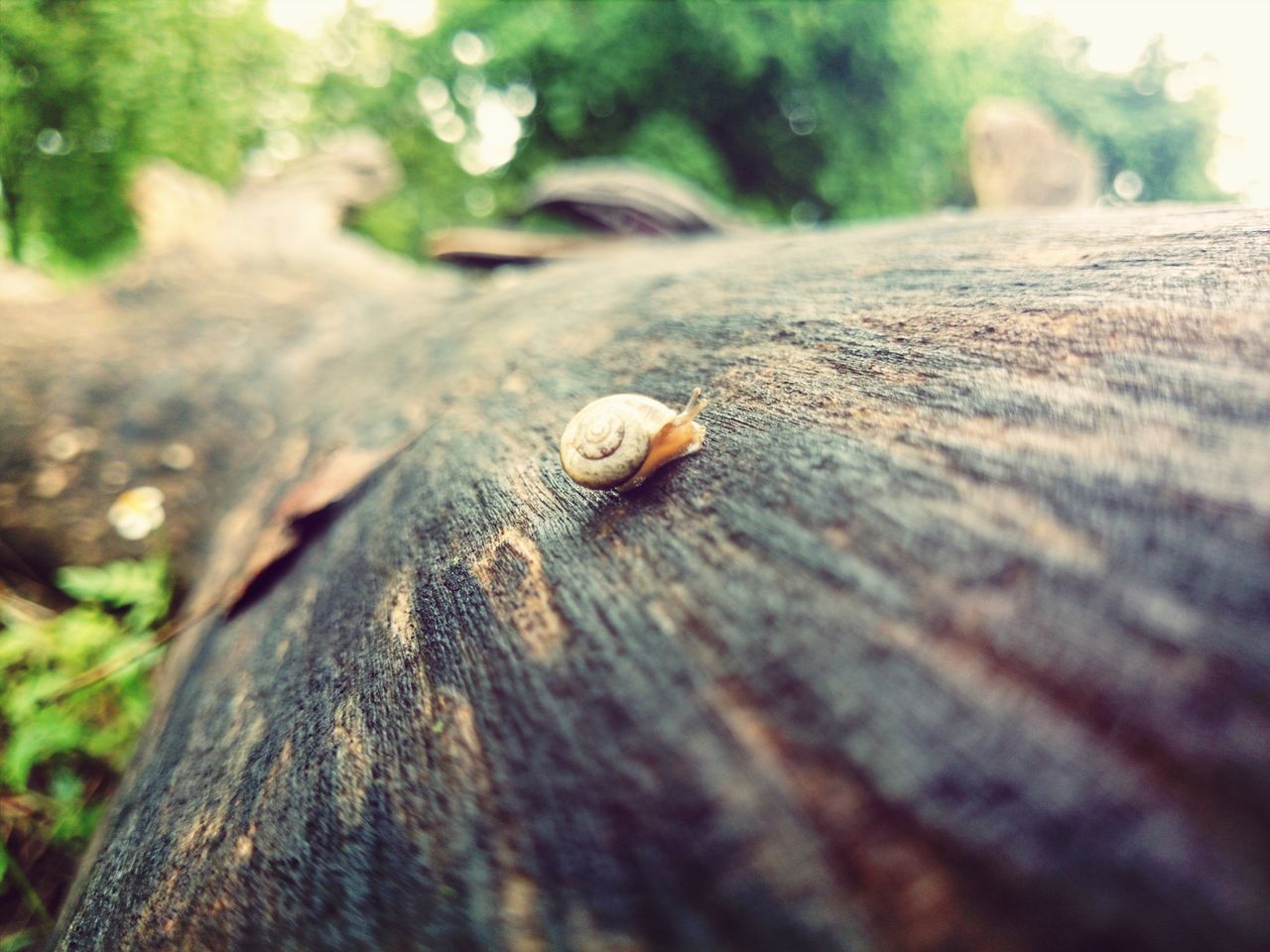 animal themes, one animal, animals in the wild, wildlife, wood - material, selective focus, insect, close-up, wooden, focus on foreground, plank, wood, nature, textured, outdoors, surface level, day, snail, no people, boardwalk