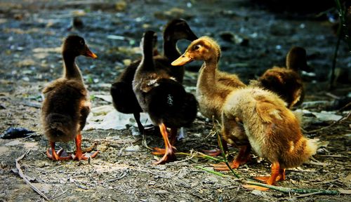 Close-up of ducks on field by lake