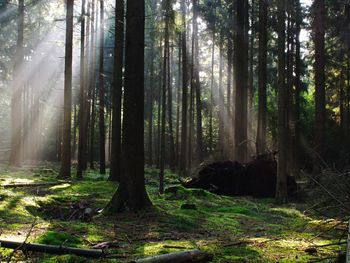 Sunlight streaming through trees in forest