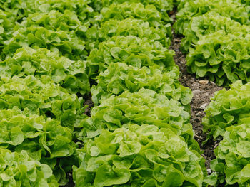 High angle view of lettuce growing on field