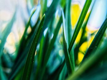 Close-up of fresh green grass