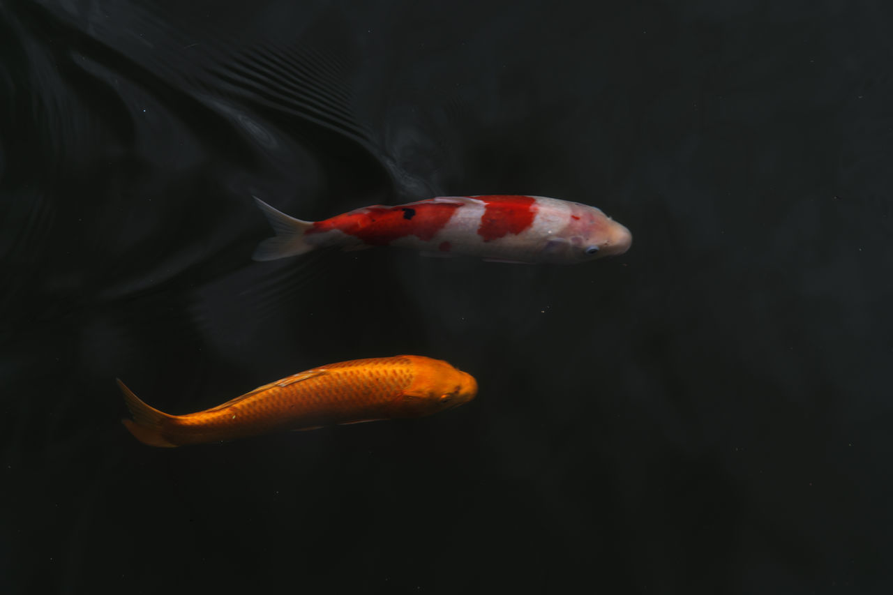 CLOSE-UP OF KOI FISH IN WATER