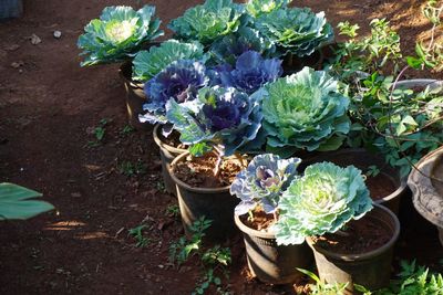 Close-up high angle view of plants