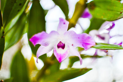 Close-up of pink flowers