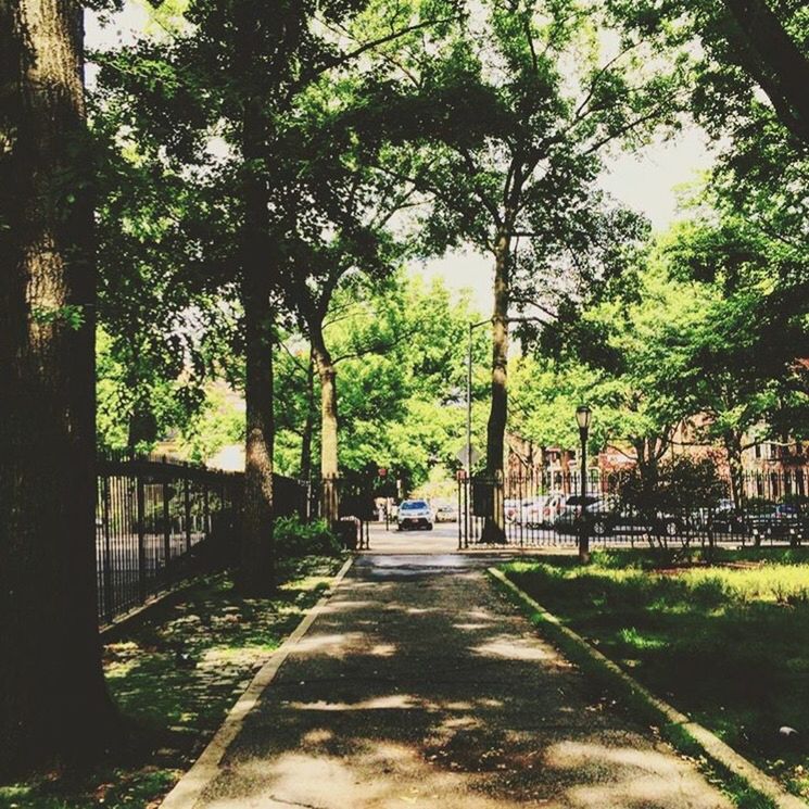 tree, tree trunk, transportation, shadow, road, the way forward, growth, sunlight, long, solitude, tranquil scene, tranquility, diminishing perspective, branch, narrow, day, green color, nature, treelined, outdoors, sunny, scenics, non-urban scene, footpath, vanishing point, green, countryside, empty road