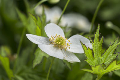 Close-up of white flower blooming outdoors