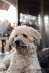 Close-up portrait of a dog