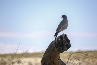 Bird perching on a branch