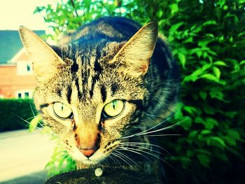 Close-up portrait of cat