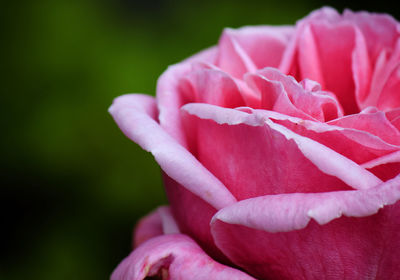 Close-up of pink rose flower