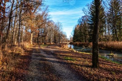 Dirt road amidst trees in forest against sky