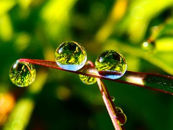 Close-up of raindrops on leaf