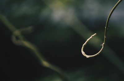 Close-up of plant against blurred background