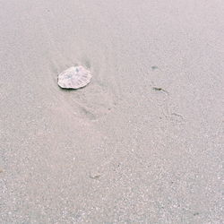 High angle view of shell on sand