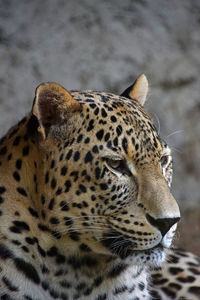 Close-up of leopard