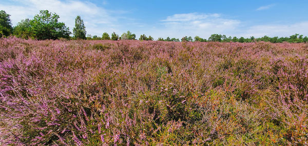 Scenic view of pink flowering plants on field against sky