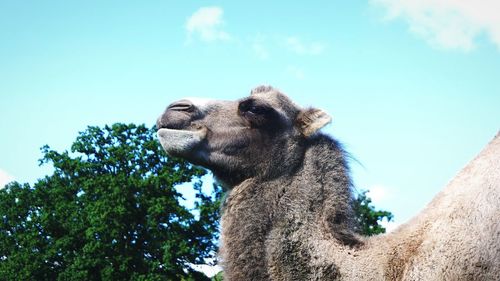 Low angle view of horse against sky