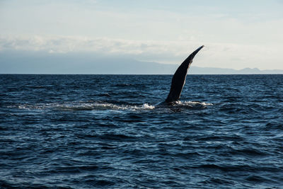 Whale swimming in sea against sky