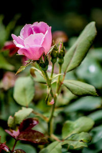 Close-up of pink rose