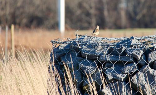 Close-up of bird on stones