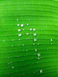 Close-up of water drops on leaves