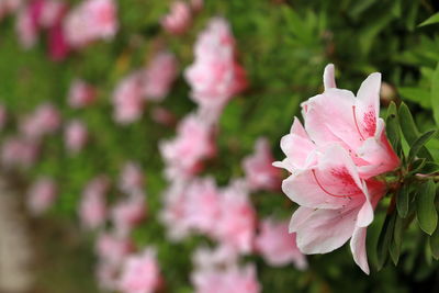 Close-up of pink rose