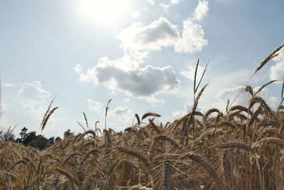 Close-up of wheat field against sky