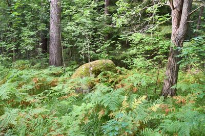 Trees growing in forest