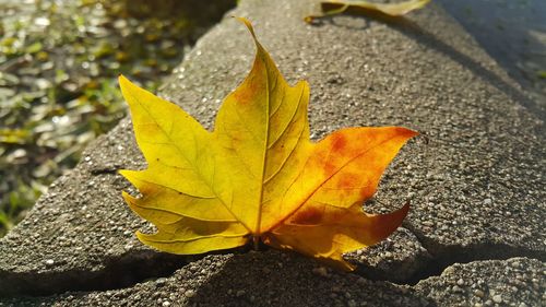Close-up of yellow maple leaf on rock