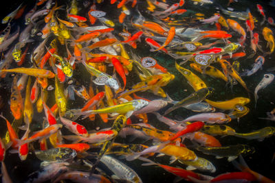 Full frame shot of koi carps swimming in pond