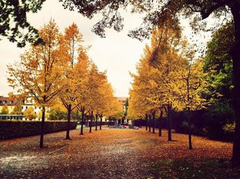 Autumn trees in park