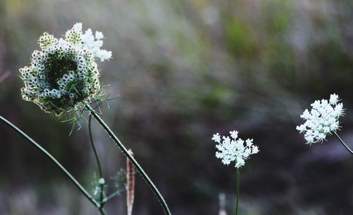 Close-up of flowers blooming outdoors