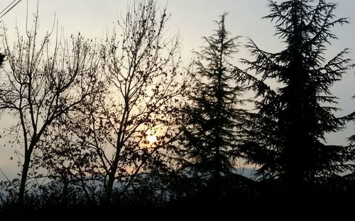 Silhouette trees against sky during sunset